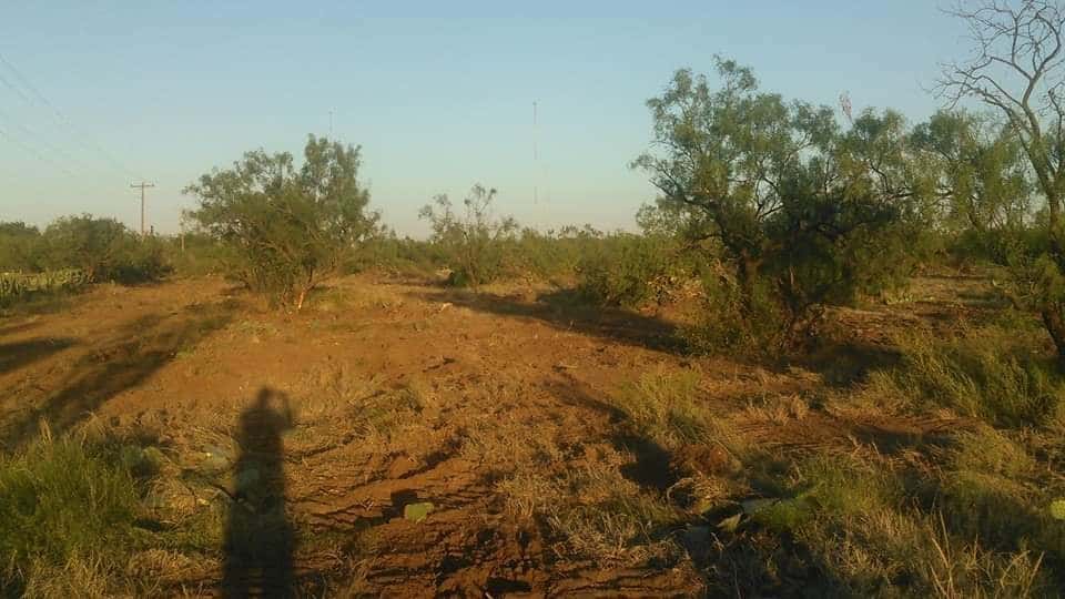 Mesquite rows being cleared from a tract of Permian Basin ranch land