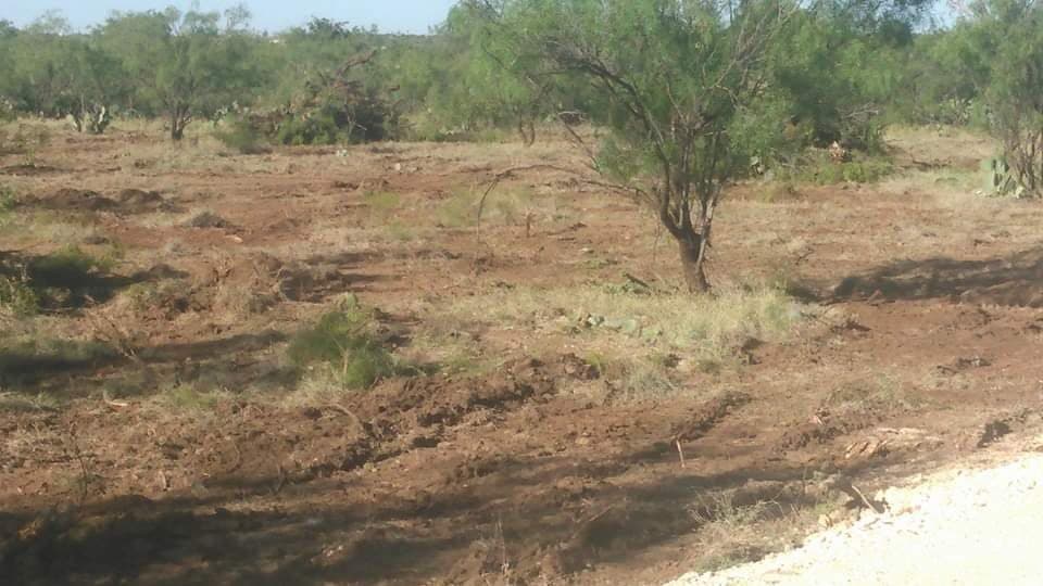 Dense mesquite and brush field before clearing